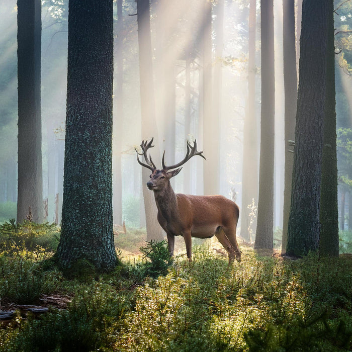 Hunting category collection image on buyamerican.mom