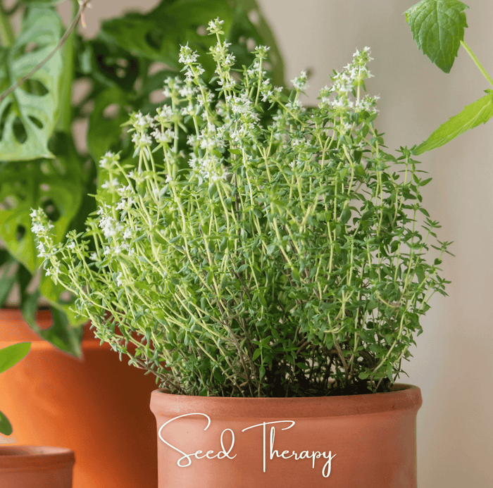 Herb seed packet for culinary and aromatic herb gardening