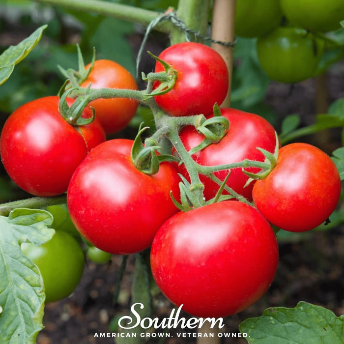 Tomato seed packet representing the vegetable, herb and flower seed assortment
