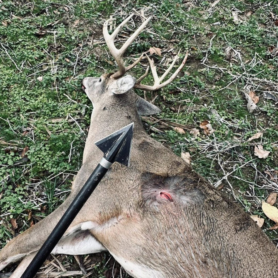 Broadhead-equipped arrow beside harvested deer