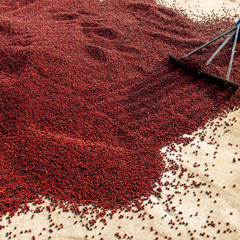 Coffee drying in a red-toned processing bed