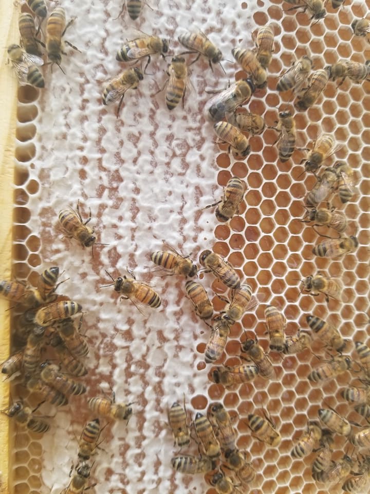 Close view of honeybees on comb cells