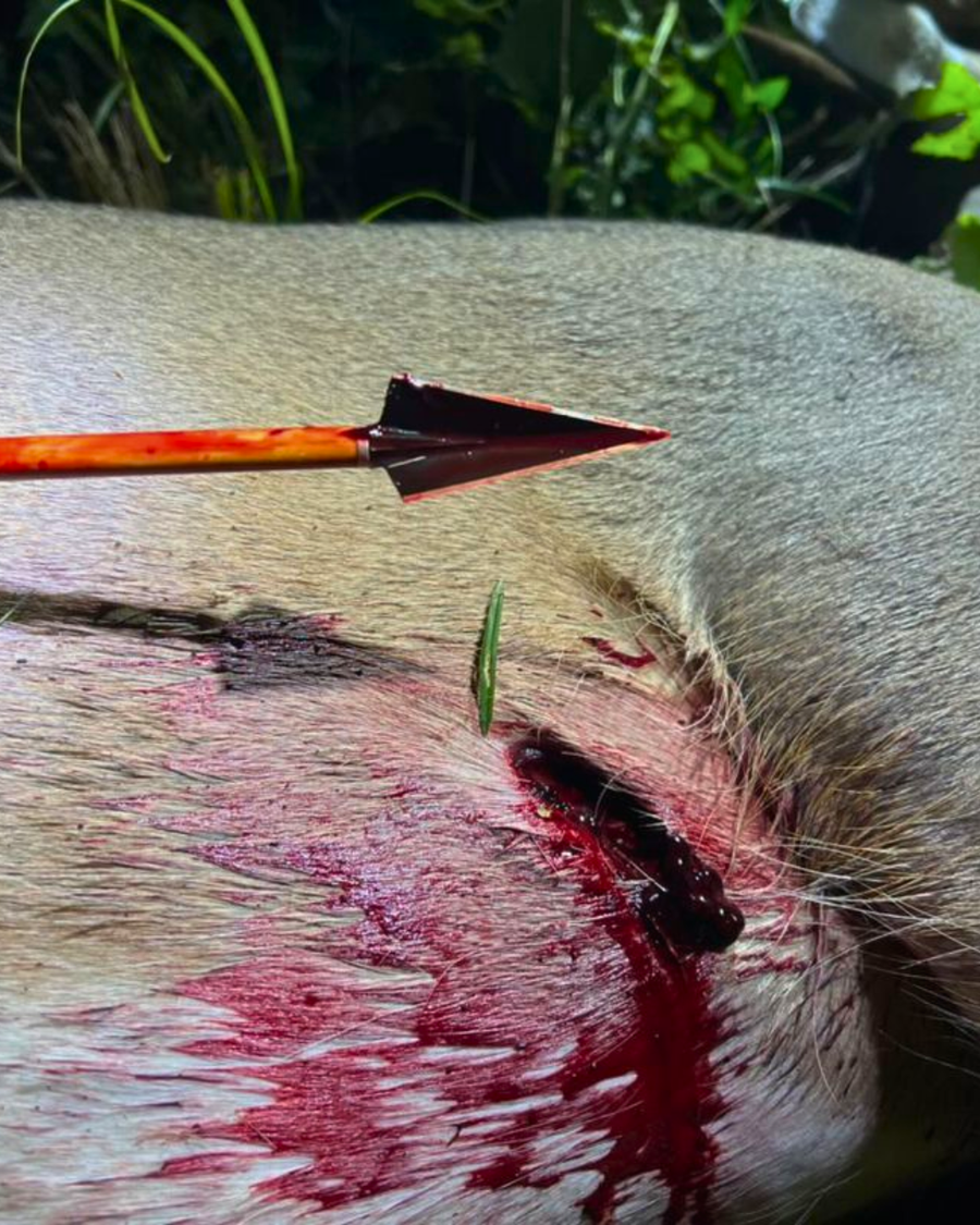 Broadhead-equipped arrow beside harvested game