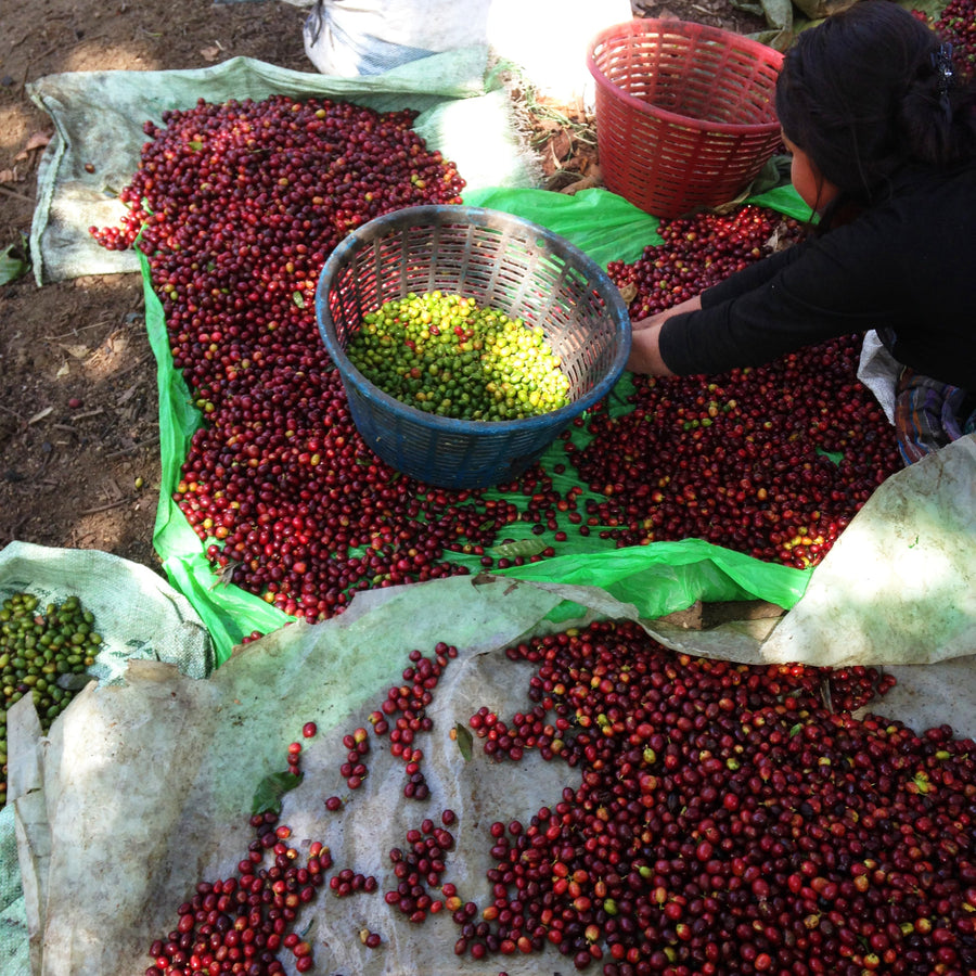 Coffee cherries being sorted during processing