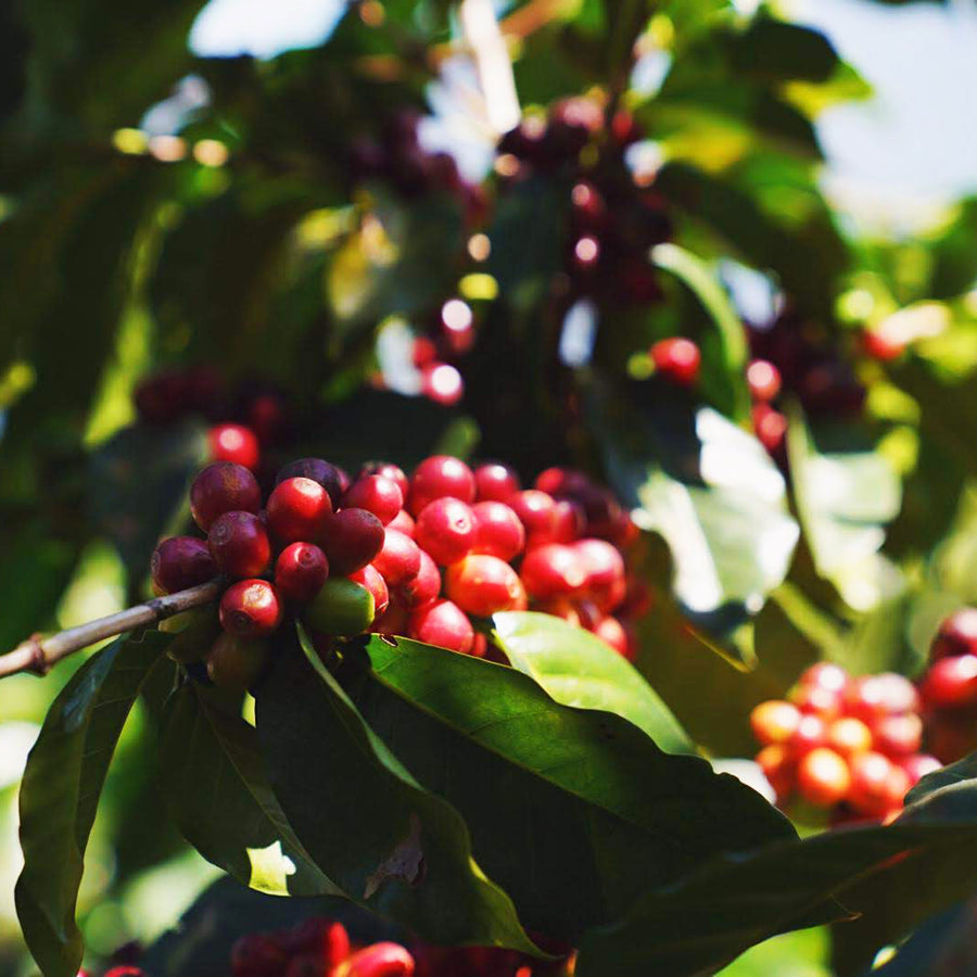 Red coffee cherries growing among green leaves