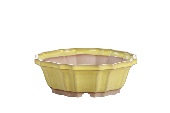 6.5-Inch Flower Bonsai Pot - Yellow