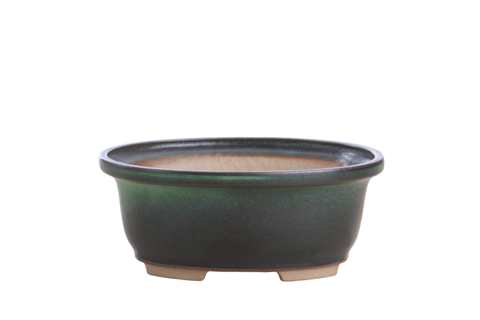 6.5-Inch Fat Oval Bonsai Pot - Avocado