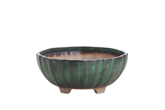 6-Inch Lily Bonsai Pot - Avocado
