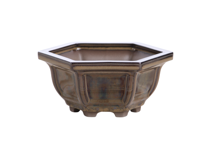 5-Inch Hexagonal Windowed Semi-Cascade Bonsai Pot - Dark Honey