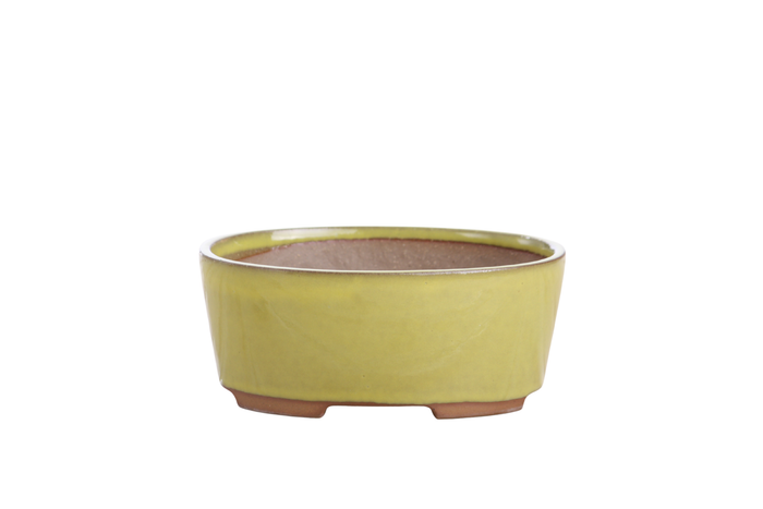 6-Inch Oval A Bonsai Pot - Yellow