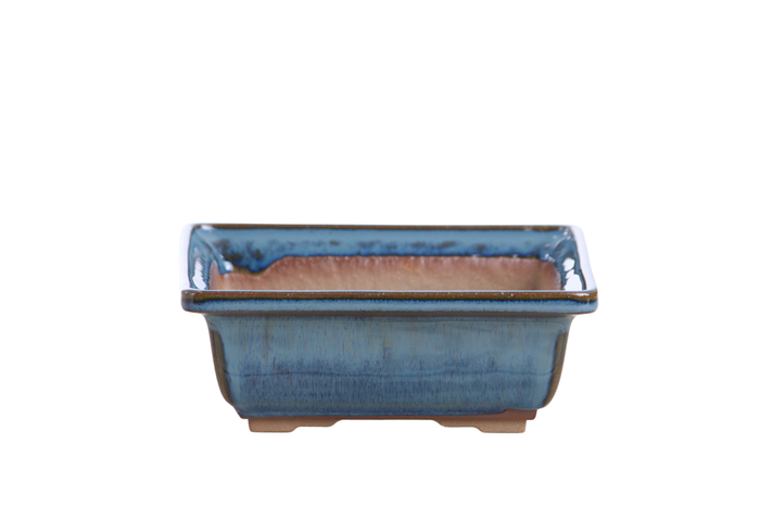 6-Inch Square Bonsai Pot - Peacock 2025
