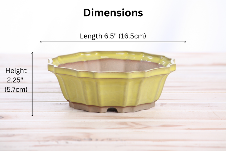 Dimensions of 6.5-Inch Flower Bonsai Pot - Yellow