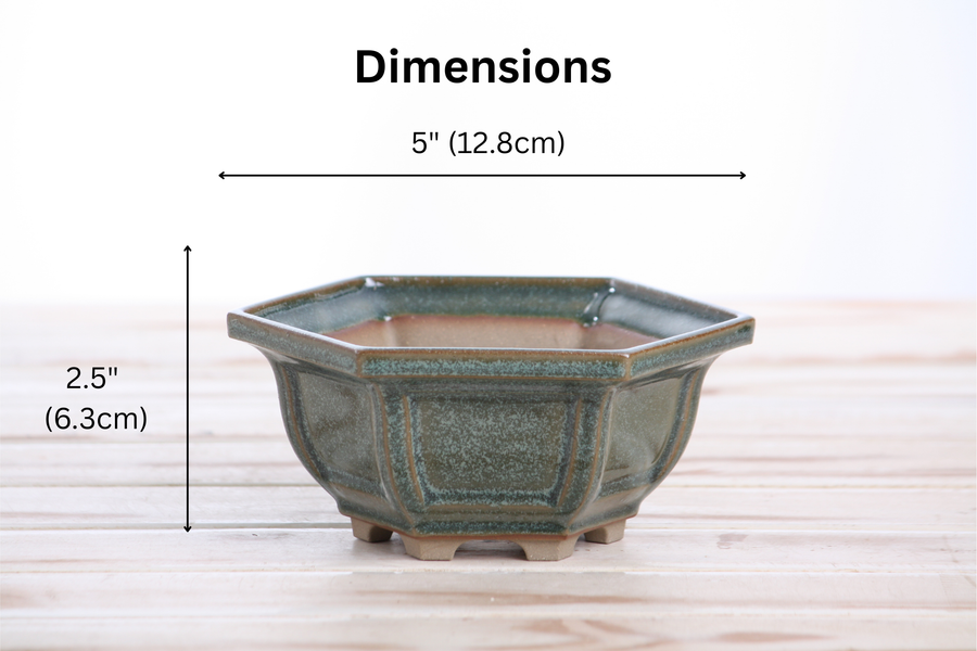 Dimensions of 5-Inch Hexagonal Windowed Bonsai Pot - Seaweed 2025
