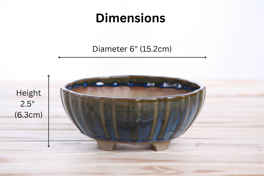 Dimensions of 6-Inch Lily Bonsai Pot - Peacock 2025