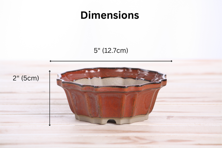 Dimensions of 5-Inch Flower Bonsai Pot - Sunset