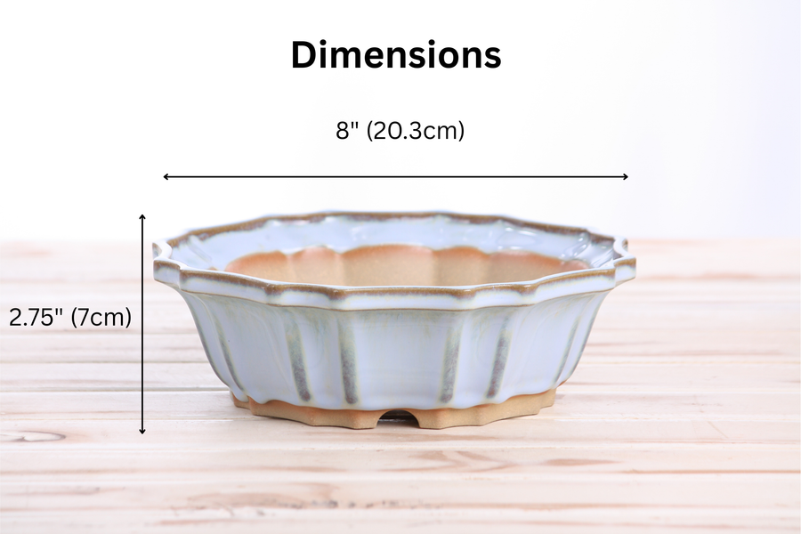 Dimensions of 8-Inch Flower Bonsai Pot - Glacier