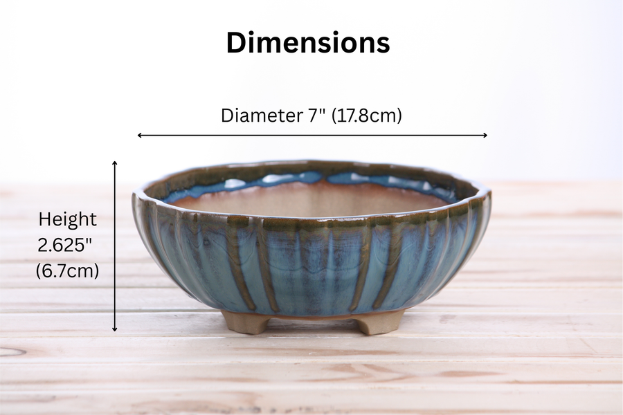 Dimensions of 7-Inch Lily Bonsai Pot - Peacock 2025