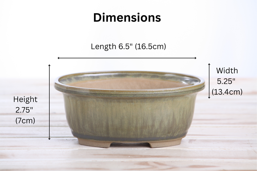 Dimensions of 6.5-Inch Fat Oval Bonsai Pot - Copenhagen