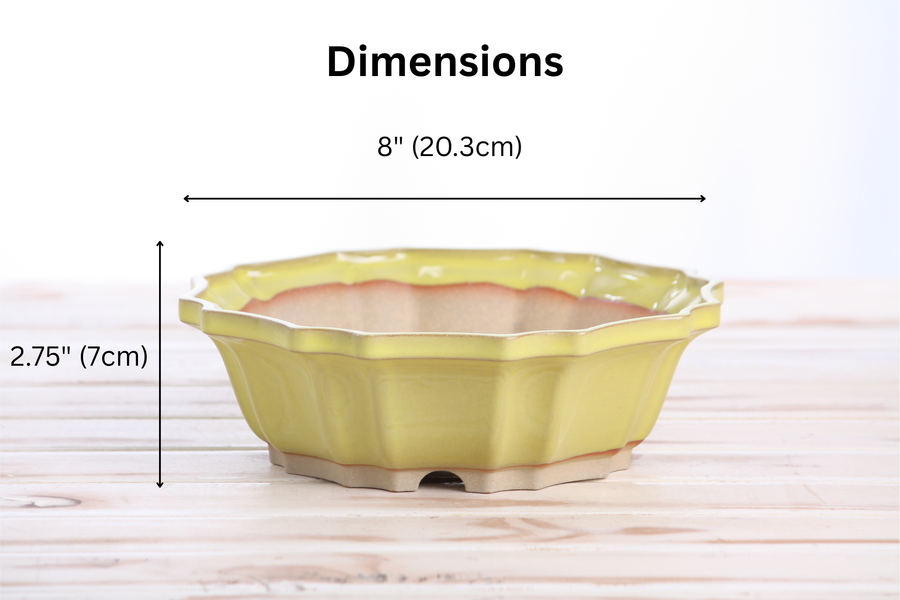 Dimensions of 8-Inch Flower Bonsai Pot - Yellow