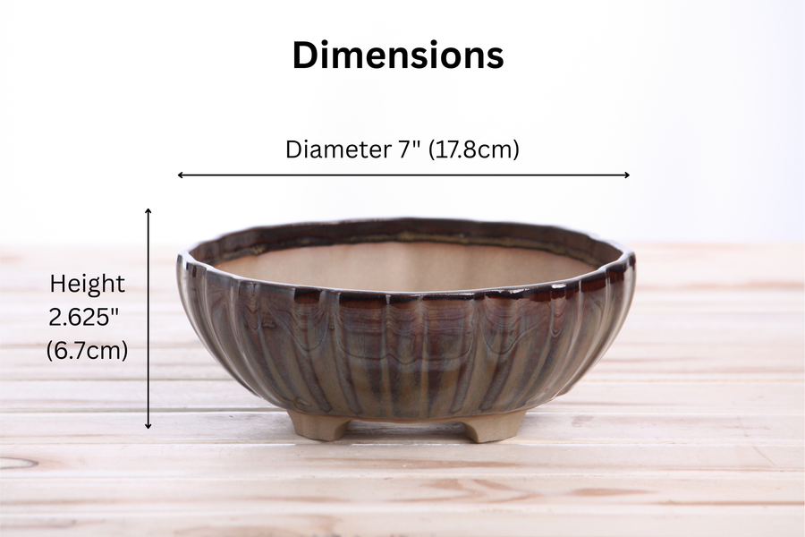 Dimensions of 7-Inch Lily Bonsai Pot - Dark Honey