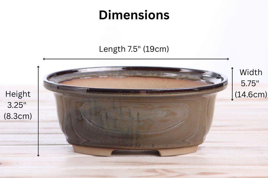 Dimensions of 7.5-Inch Fat Oval Bonsai Pot - Dark Honey