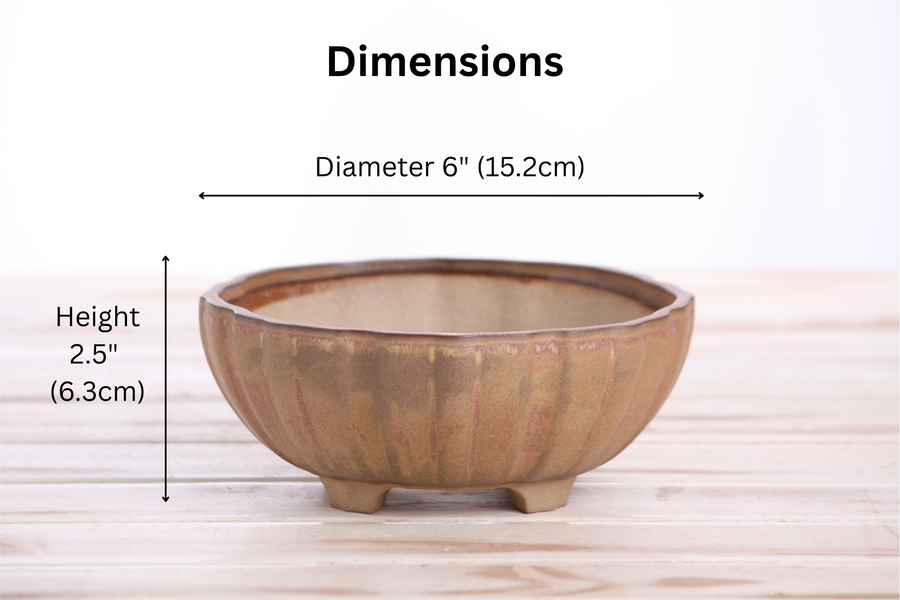 Dimensions of 6-Inch Lily Bonsai Pot - Deep Stone
