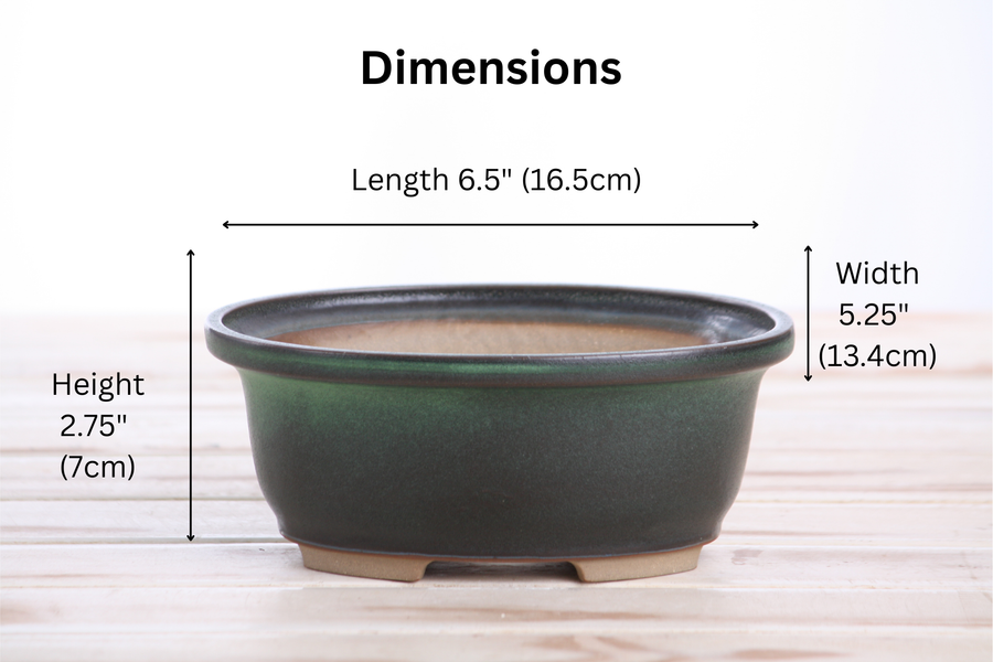 Dimensions of 6.5-Inch Fat Oval Bonsai Pot - Avocado