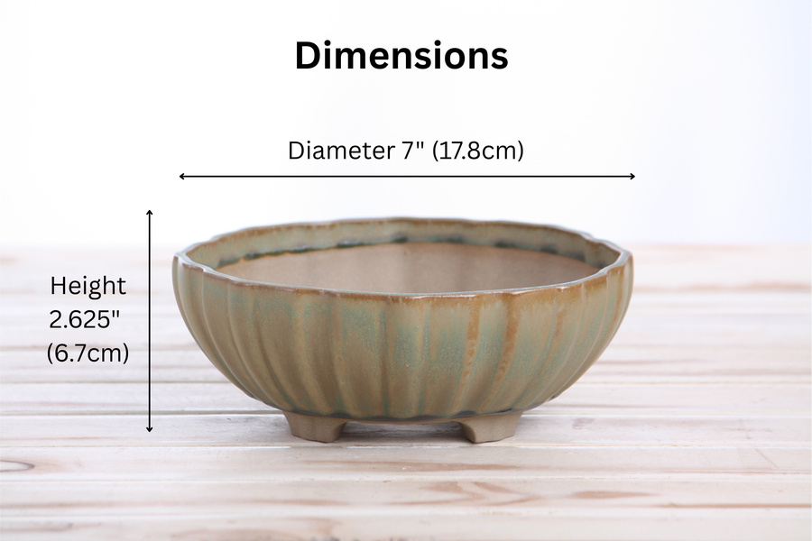 Dimensions of 7-Inch Lily Bonsai Pot - Speckled Moss