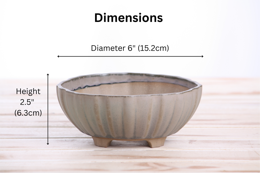Dimensions of 6-Inch Lily Bonsai Pot - Ocean