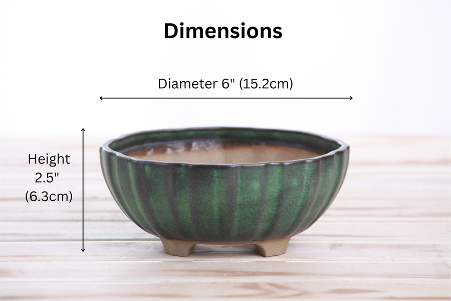 Dimensions of 6-Inch Lily Bonsai Pot - Avocado