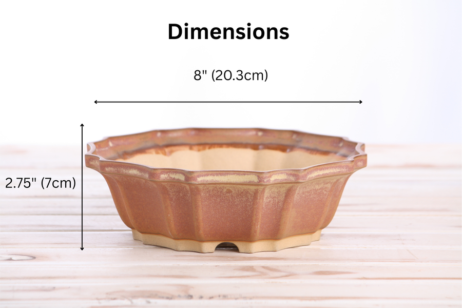 Dimensions of 8-Inch Flower Bonsai Pot - Deep Stone