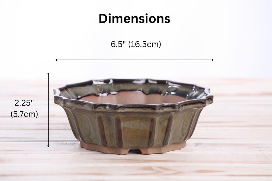 Dimensions of 6.5-Inch Flower Bonsai Pot - Dark Honey