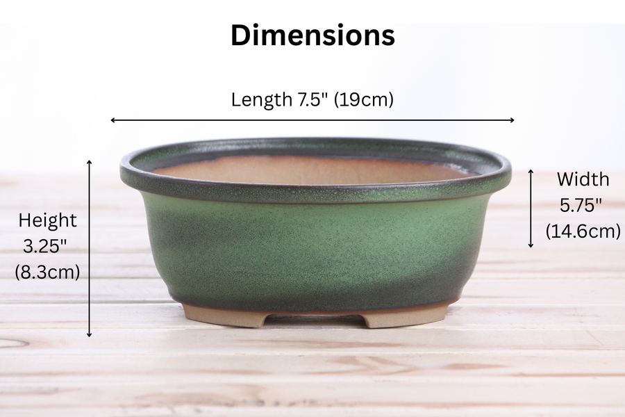 Dimensions of 7.5-Inch Fat Oval Bonsai Pot - Avocado