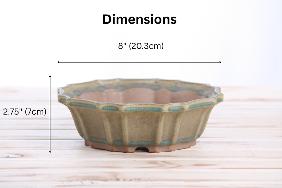Dimensions of 8-Inch Flower Bonsai Pot - Speckled Moss
