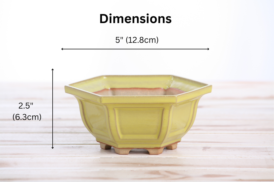 Dimensions of 5-Inch Hexagonal Windowed Bonsai Pot - Yellow