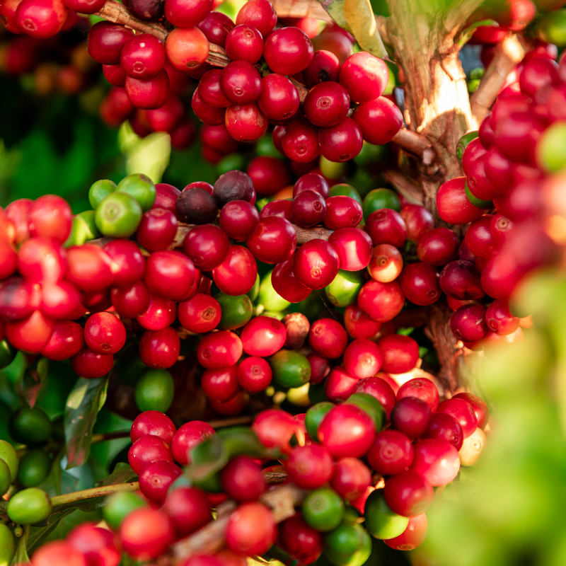 Ripe red coffee cherries clustered on a branch