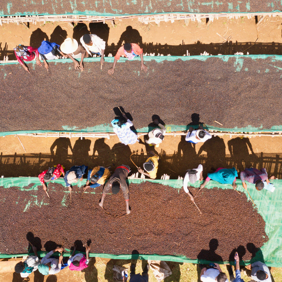 Illustrated artwork in the Ethiopian Sidamo coffee image gallery