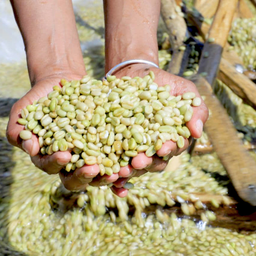 Hands holding pale green coffee beans