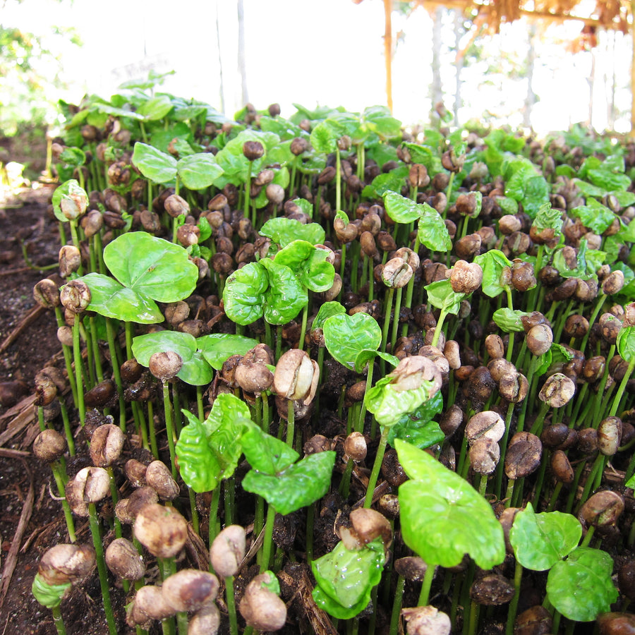 Coffee seedlings growing in nursery containers