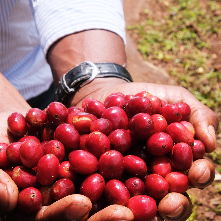 Hands holding freshly harvested red coffee cherries