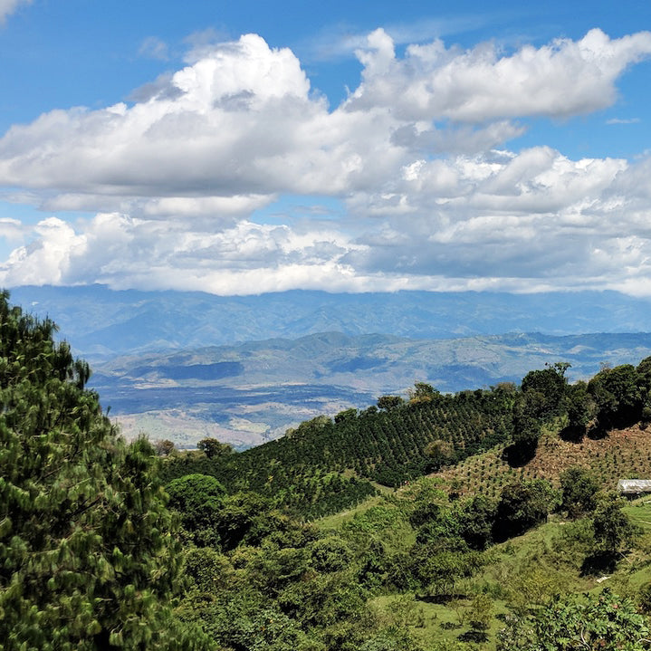 Coffee-growing landscape in the RFA Colombia image gallery