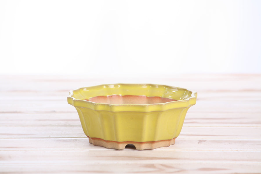 5-Inch Flower Bonsai Pot - Yellow