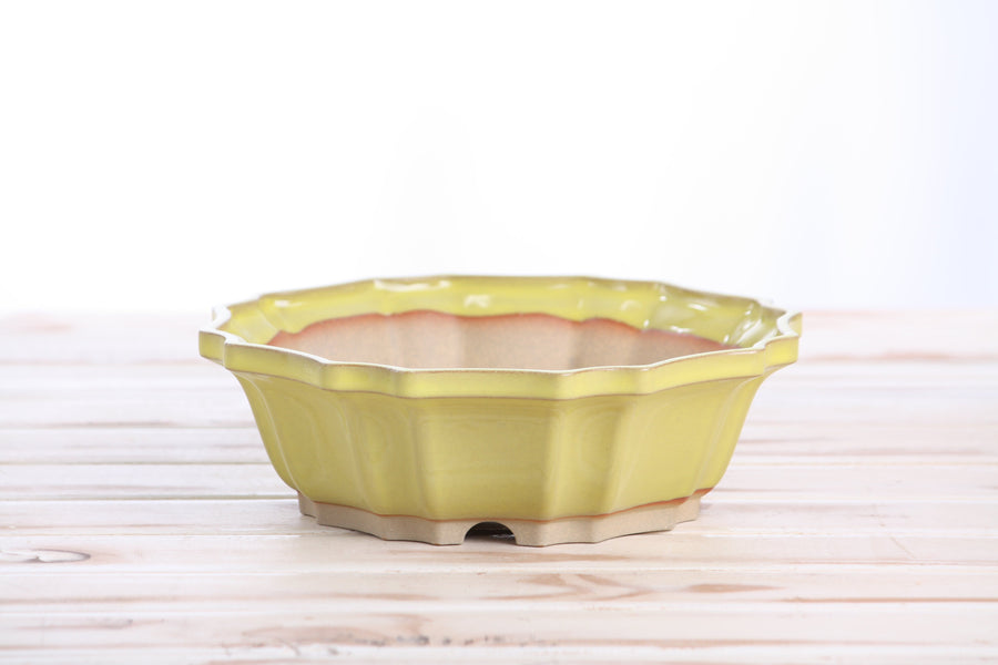 8-Inch Flower Bonsai Pot - Yellow
