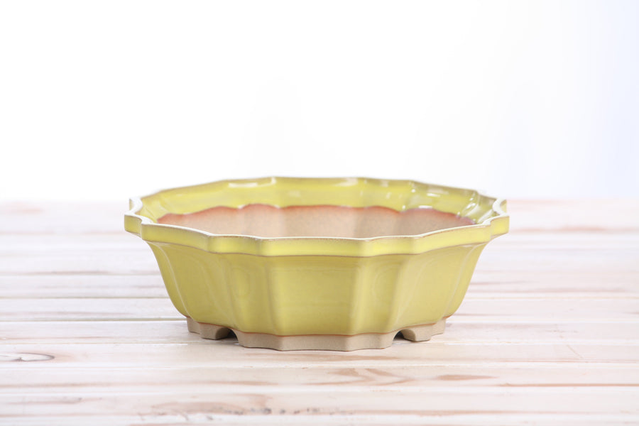 8-Inch Flower Bonsai Pot - Yellow