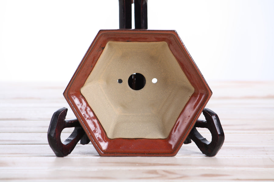 5-Inch Hexagonal Windowed Bonsai Pot - Sunset