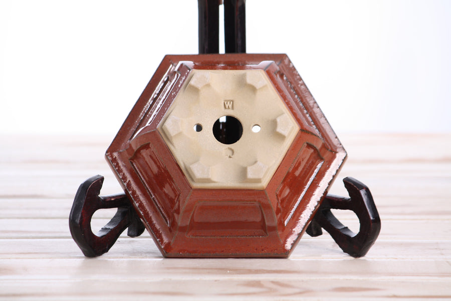 5-Inch Hexagonal Windowed Bonsai Pot - Sunset