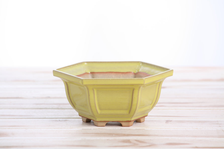 5-Inch Hexagonal Windowed Bonsai Pot - Yellow