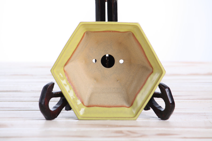 5-Inch Hexagonal Windowed Bonsai Pot - Yellow