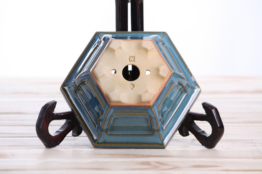 5-Inch Hexagonal Windowed Bonsai Pot - Peacock 2025
