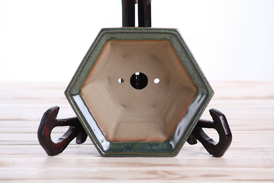 5-Inch Hexagonal Windowed Bonsai Pot - Seaweed 2025